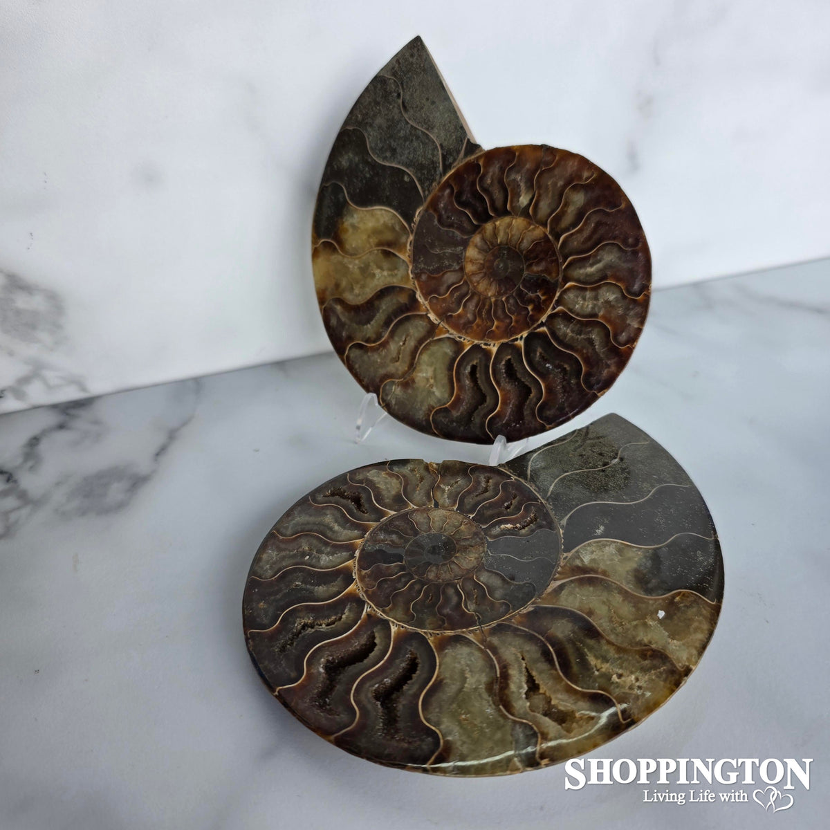 Ammonite Half 14cm
