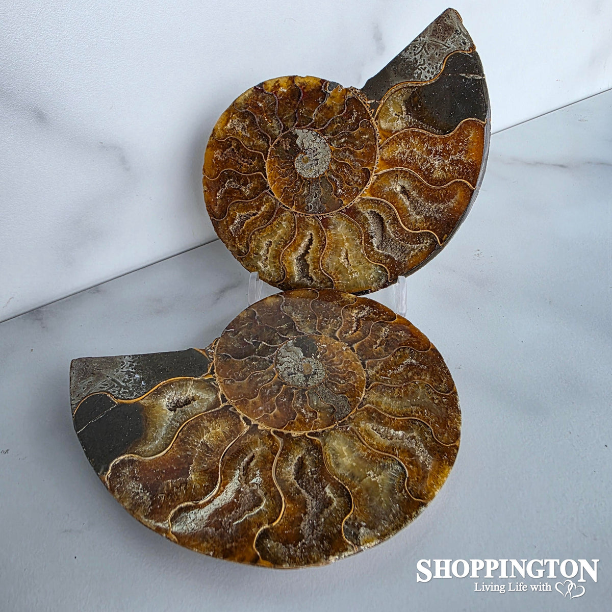 Ammonite Half 11cm